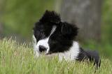 BORDER COLLIE 888